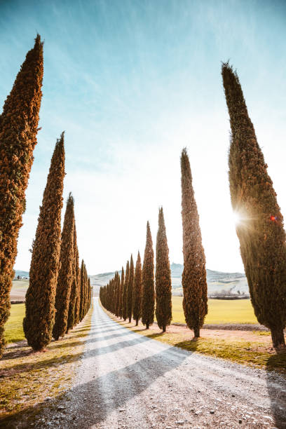 istock Val d'orcia country road with cypress 685209730