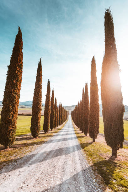 istock Val d'orcia country road with cypress 685209790