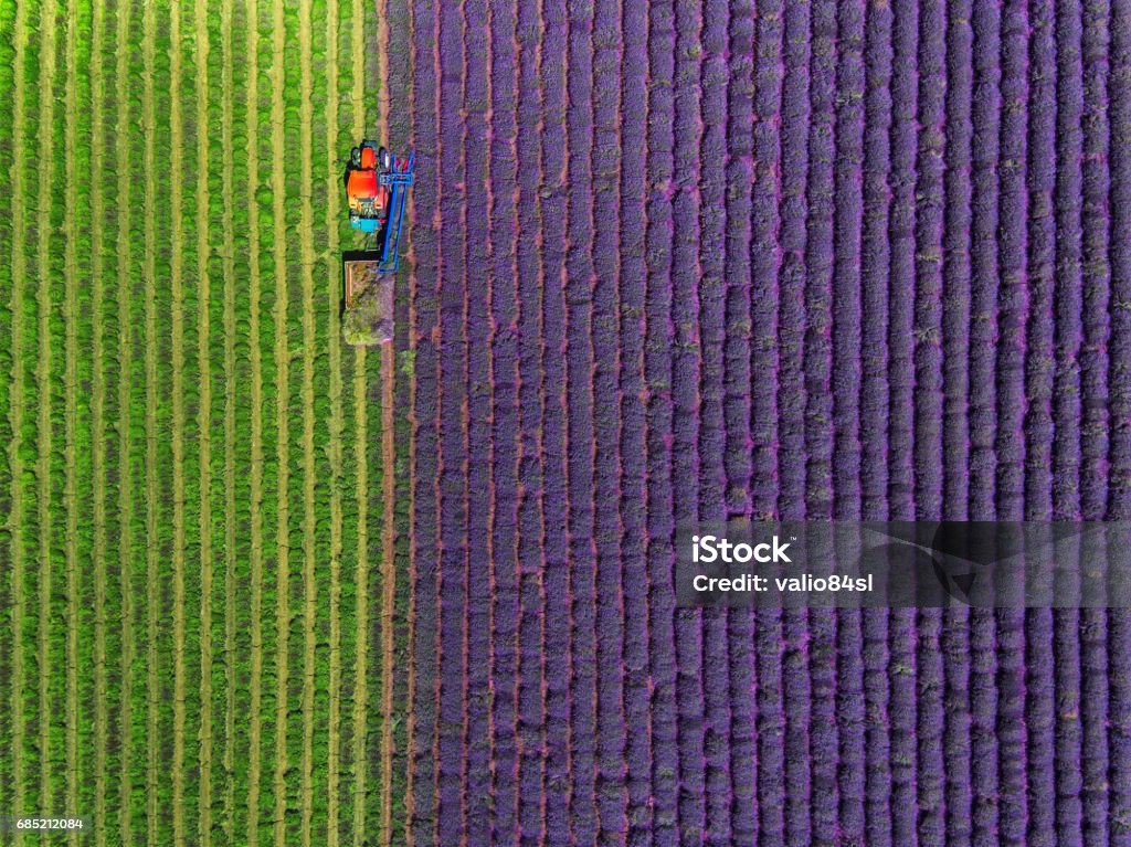 Luftaufnahme des Traktorerntefeldes von Lavendel - Lizenzfrei Feld Stock-Foto