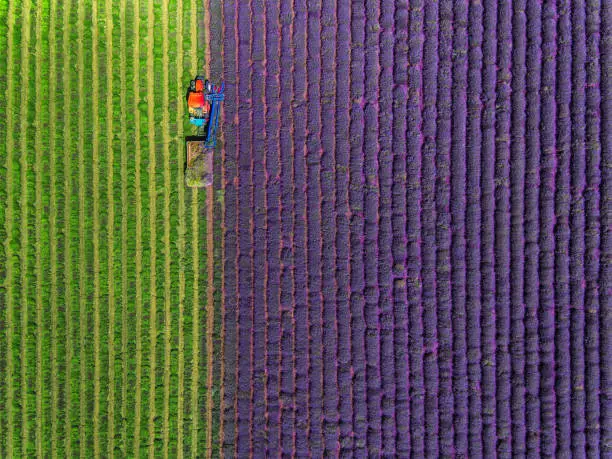 Photo of Aerial view of Tractor harvesting field of lavender