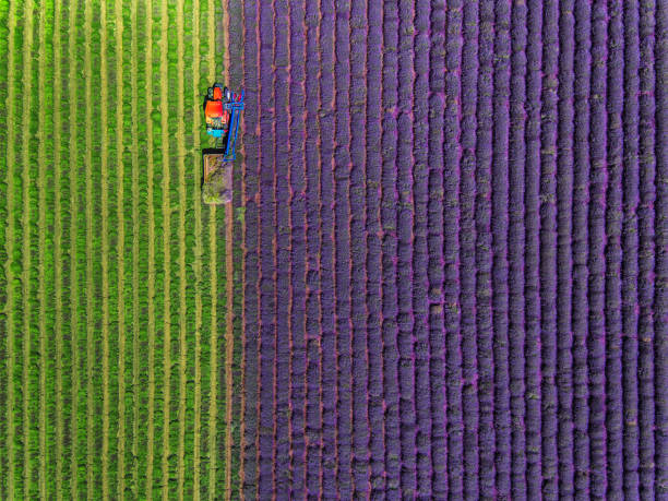 vista aérea do campo de colheita de tratores de lavanda - lavender field - fotografias e filmes do acervo