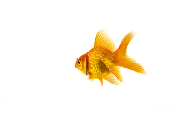 isolated orange goldfish - aky imagens e fotografias de stock