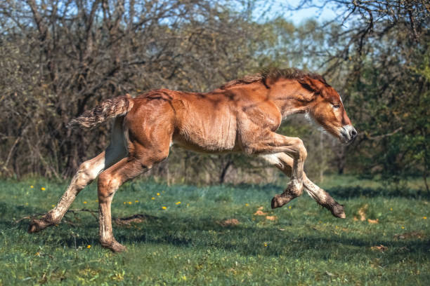 istock Red foal runs through the spring garden 685220840