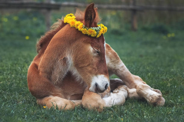 portrait of a foal with a wreath of dandelions - bay wreath imagens e fotografias de stock