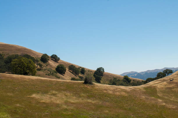 istock Hills with oak trees and grassy meadow 685229548