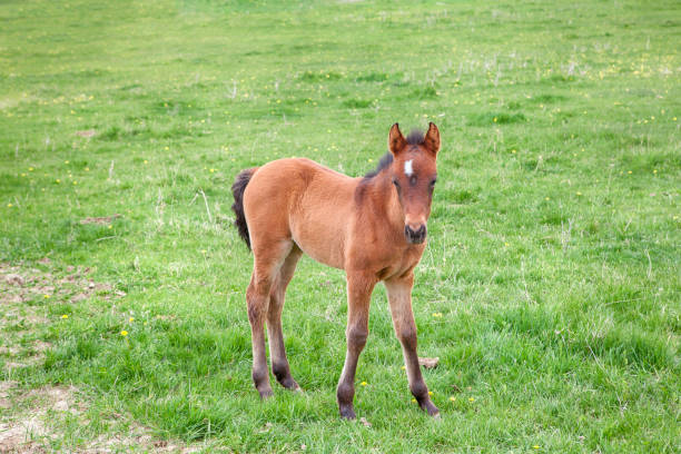 istock foal on the green grass 685238284