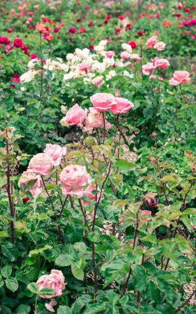 istock Roses in a garden. 685238792