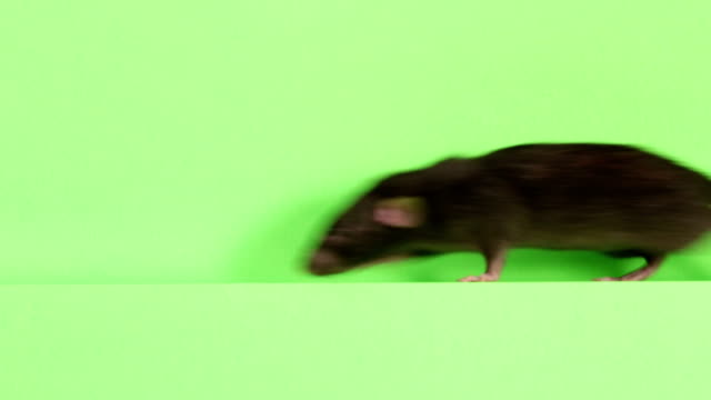 rats_18