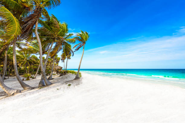 costa del mar caribe riviera maya - paradisíacas playas en quintana roo, méxico- - mayan riviera fotografías e imágenes de stock