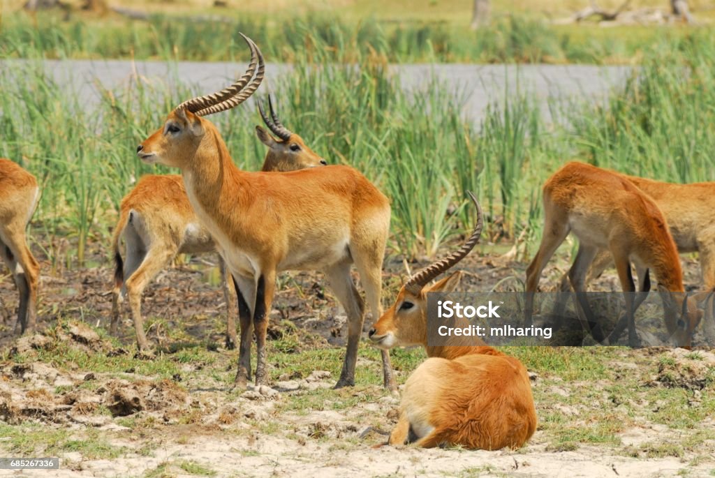 Red Lechwe Red Lechwe feed and rest near a river in the Okavango Delta, Botswana Africa Stock Photo