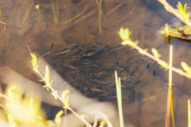 A school of shiner minnows in the shallow water of a Minnesota lake.  Shiner minnows are often trapped for use as fishing bait.