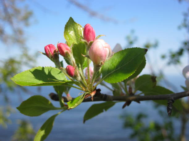 istock Spring apple blossoms by Lake Superior in Duluth, Minnesota 685277164
