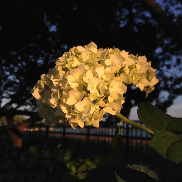 Hydrangea lit by the evening sun by Lake Minnetonka in Wayzata, Minnesota
