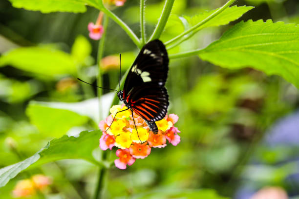 istock Butterfly pollinating flowers 685279618