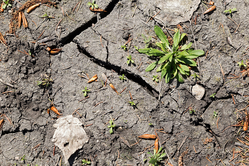 Green weed and plant debris on dry cracked ground.