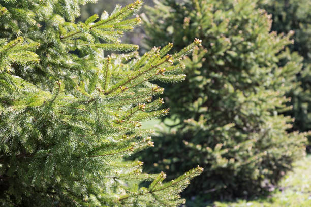 istock Row of White Spruce Trees 685279852