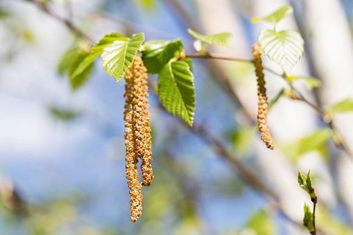 Catkins on a Paper Birch tree in Springtime.