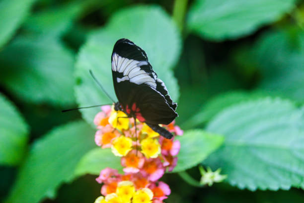 istock Butterfly pollinating flowers 685279942