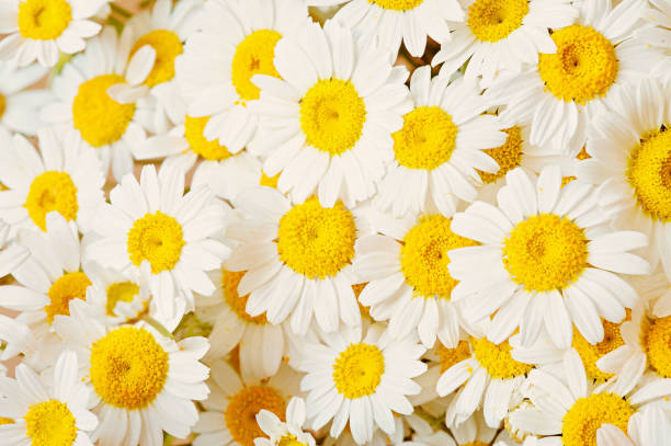 istock Lovely blossom daisy flowers 685312804