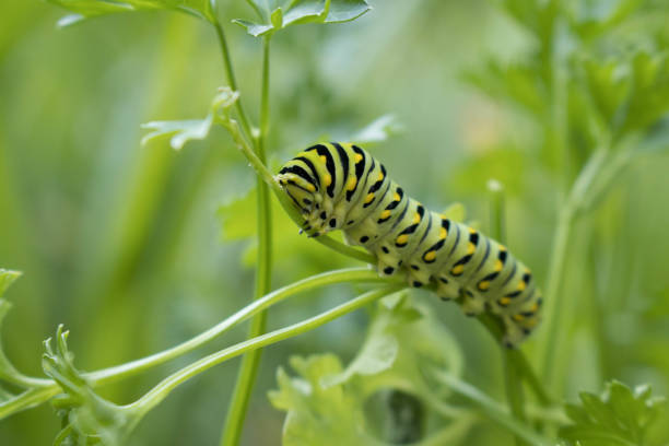 istock Caterpillar Getting Ready to Become a Swantail Butterfly 685366966