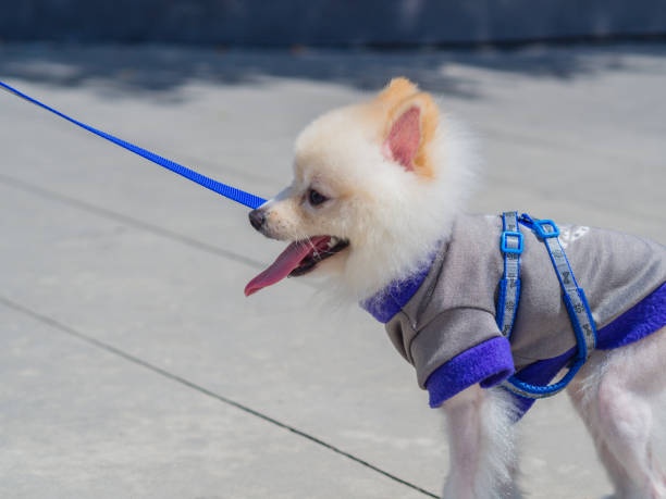 istock closeup White Pomeranian play with kid 685371462
