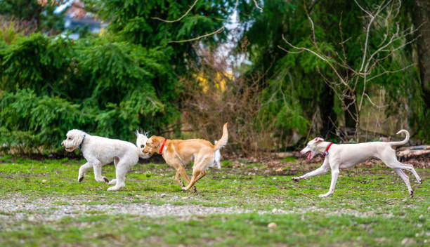 istock Domestic dog playing in a dog park 685373932