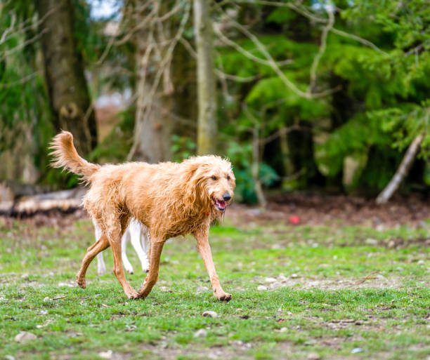 istock Domestic dog playing in a dog park 685373936