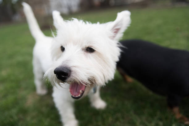 istock Black dachshund and west highland white terrier 685386080
