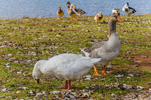 istock Geese and ducks at the lake 685386406