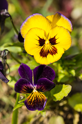 Macro of purple and yellow pansies in garden in sunny day