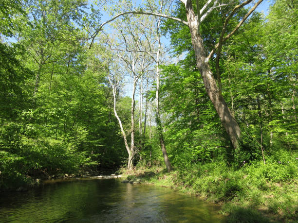 istock Friends Creek and Forest 685386696