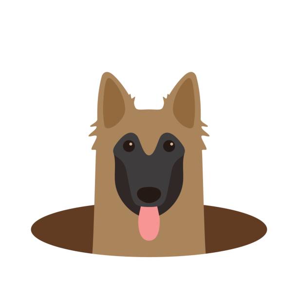 ilustraciones, imágenes clip art, dibujos animados e iconos de stock de perro tervuren en el hoyo, mirando, ilustración vectorial - tervueren