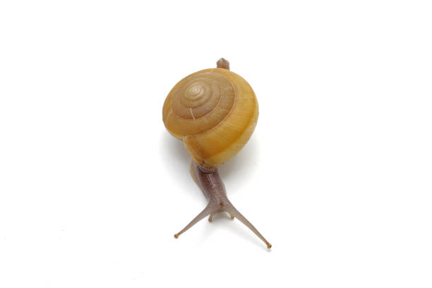 istock Garden snail isolated on white background. 685403654