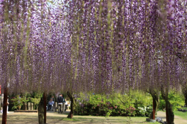 istock Purple wisteria flower 685406688