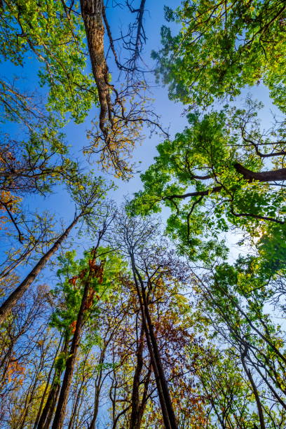 istock sun shining through the canopy of tall trees 685406880