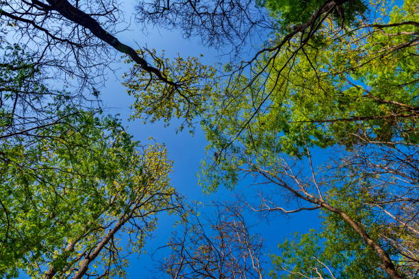 istock sun shining through the canopy of tall trees 685406920