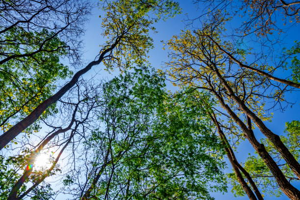 istock sun shining through the canopy of tall trees 685406922