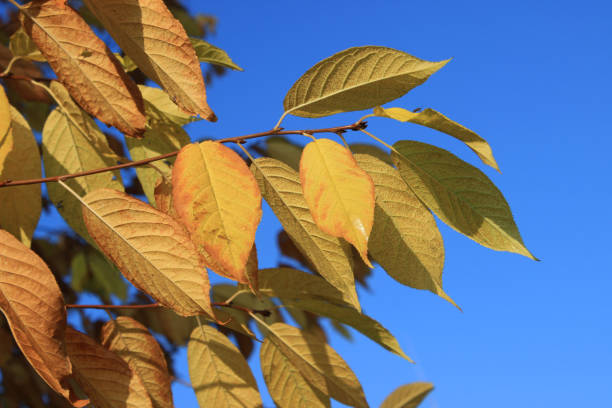 istock Gold leaves of bird-cherry tree against blue sky 685406928