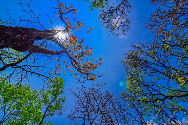 istock sun shining through the canopy of tall trees 685406992