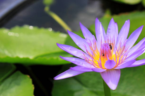 istock Bloom lotus flower on the water 685414250