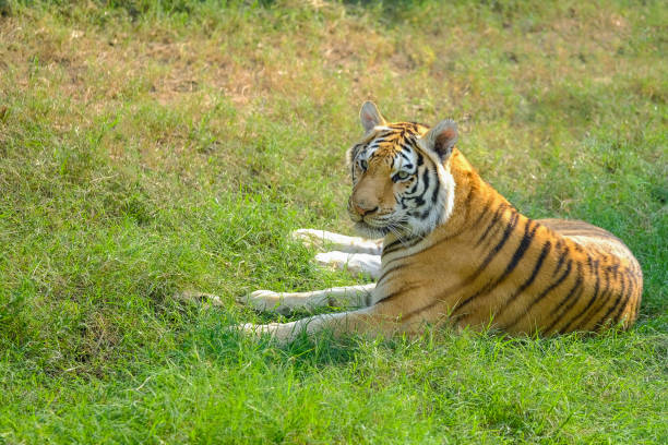 istock Tiger, portrait of a bengal tiger. 685414908