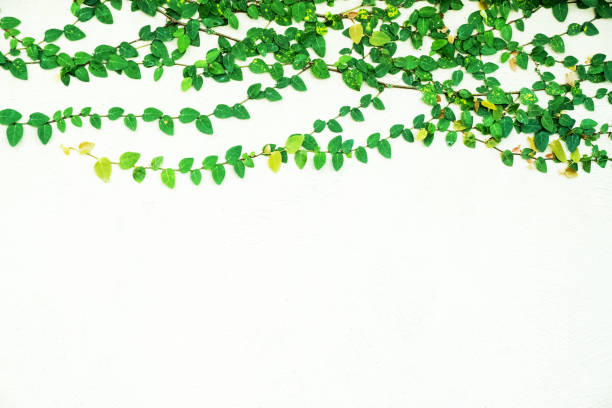 istock ivy leaves isolated on a white background 685417190