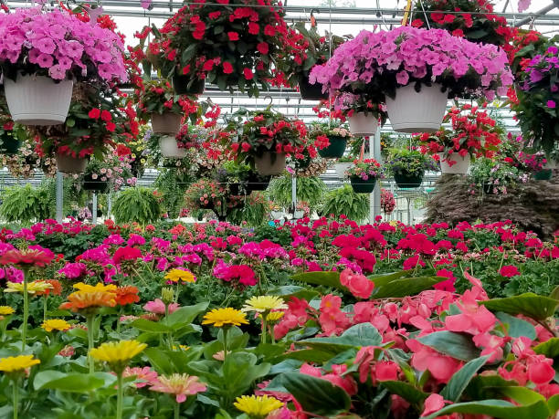 istock plants and flowers in greenhouse 685417284