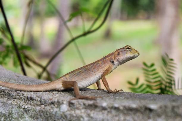 istock Thai chameleon on wall with natural green leaves in the background 685425008