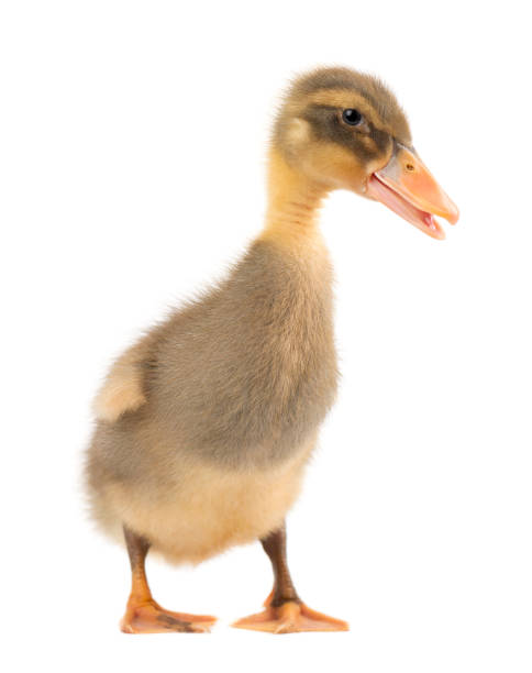 istock Grey cute duckling isolated on white background 685425156