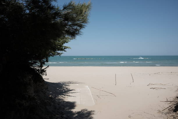 istock Sea with pine forest and umbrella 685427826