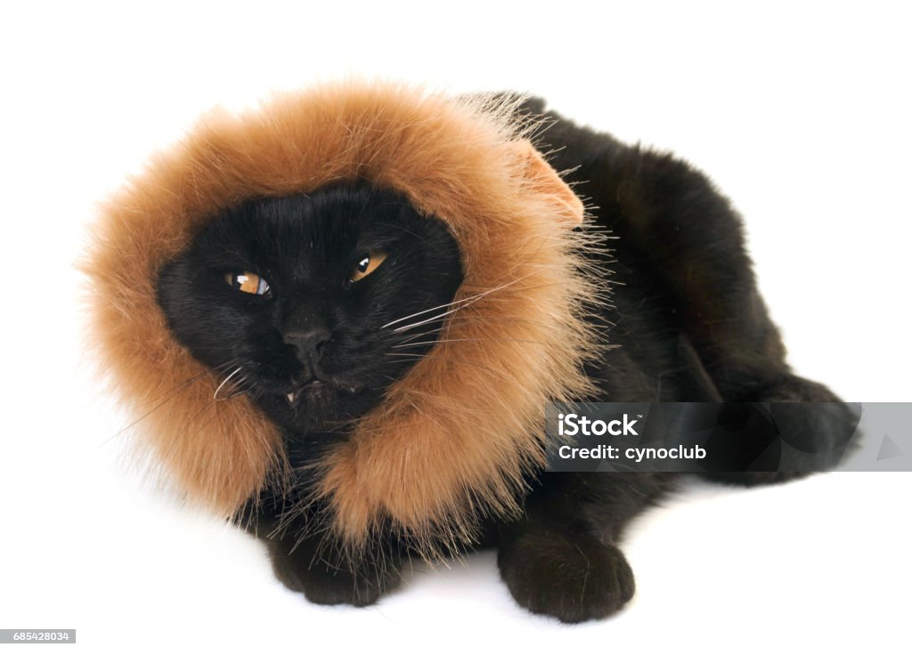 black cat disguised black cat disguised in front of white background Lion - Feline Stock Photo