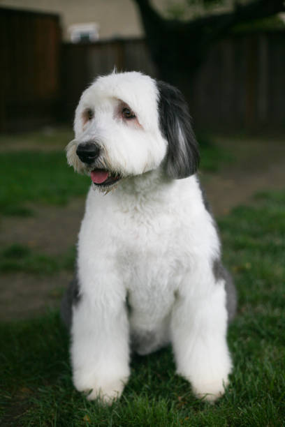 istock Olivia, an Old English Sheepdog 685433078