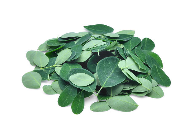 istock pile of fresh moringa leaves isolated on white background 685433430