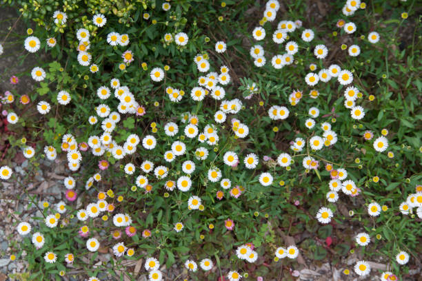 istock Erigeron karvinskianus 685435960